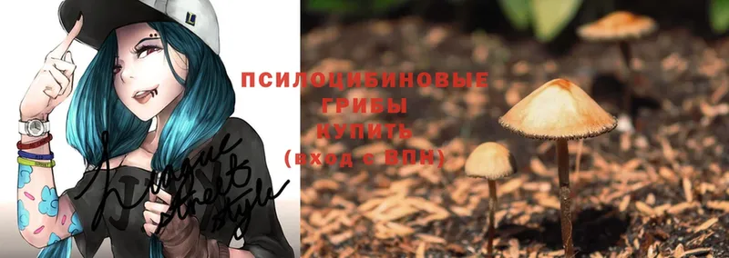 где продают наркотики  Звенигород  Псилоцибиновые грибы MAGIC MUSHROOMS 